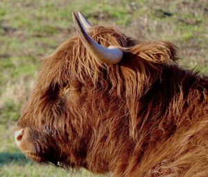 Wild cattle in the former sewage fields in berlin falkenberg 