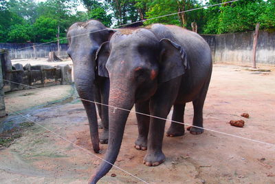 Elephant standing by trees