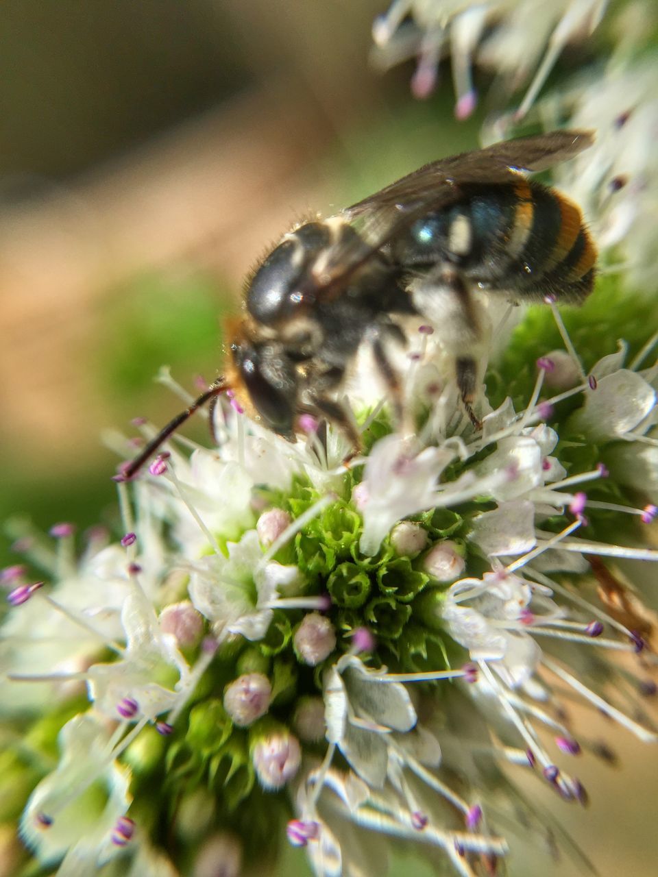 animal themes, insect, one animal, animals in the wild, flower, wildlife, pollination, bee, close-up, fragility, petal, freshness, symbiotic relationship, focus on foreground, growth, honey bee, nature, beauty in nature, plant, selective focus