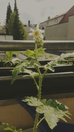 Close-up of potted plant