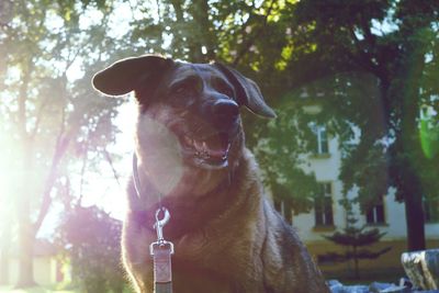 Close-up of a dog
