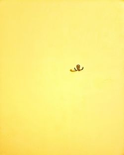 Close-up of ladybug on wall