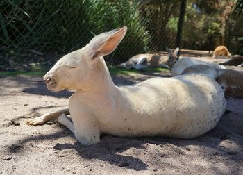 Close-up of kangaroo lying on ground