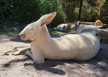 Close-up of sheep lying on ground