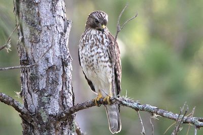 Close-up of bird perching on tree