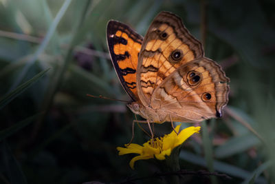 Close-up of butterfly on yellow flower