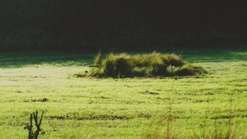 Close-up of green grass on field