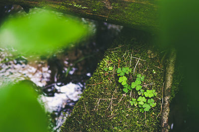 High angle view of moss growing on land