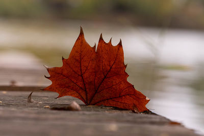 Close-up of dried autumn leaf