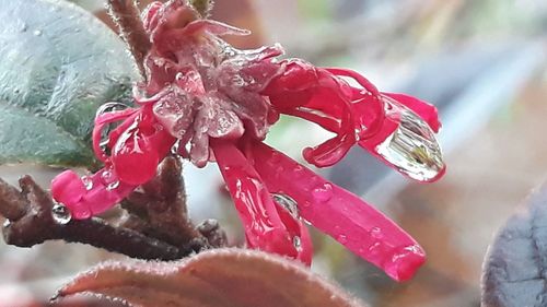 Close-up of wet red flower