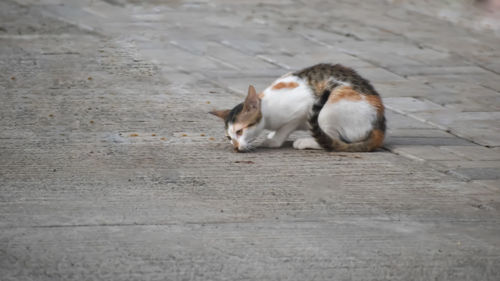 Cat sleeping on footpath