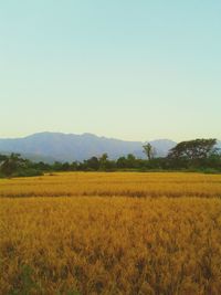 Scenic view of field against clear sky