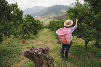 Rear view of female farmer harvesting at farm