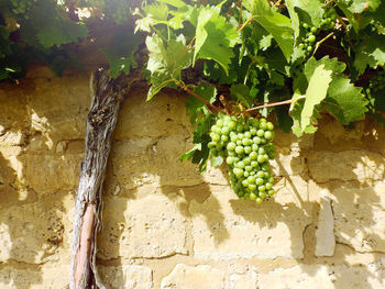 Close-up of grapes hanging on tree