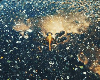 High angle view of jellyfish swimming in sea