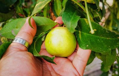 Close-up of hand holding fruit