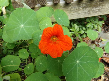 Close-up high angle view of flower