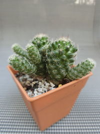 High angle view of potted plant on table