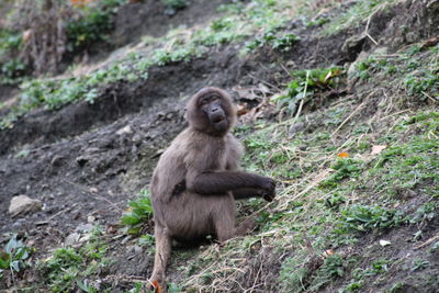 Monkey sitting on a rock