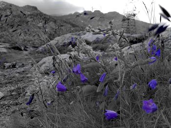 Close-up of purple crocus flowers on field