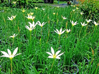 Flowers growing on grassy field