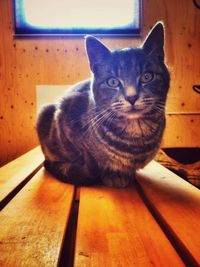 Portrait of cat sitting on floor