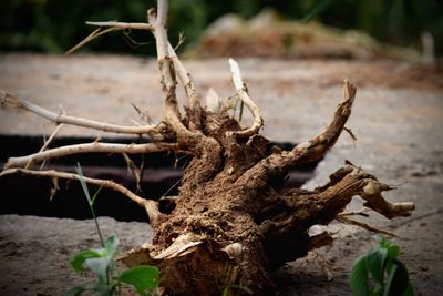 Close-up of tree trunk