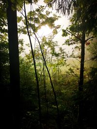 Trees in forest