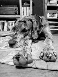 View of a dog resting on floor at home