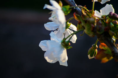 Close-up of white cherry blossom