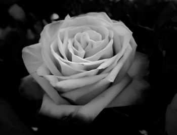 Close-up of rose blooming outdoors