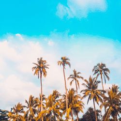 Low angle view of coconut palm trees against blue sky