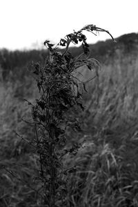 Close-up of grass growing in field