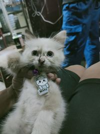 Portrait of kitten on bed at home
