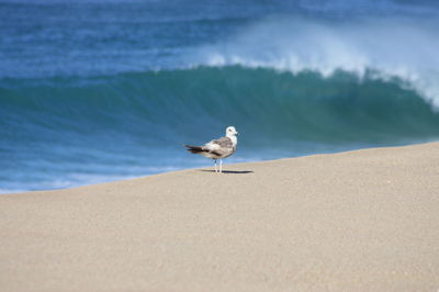 Seagull on beach