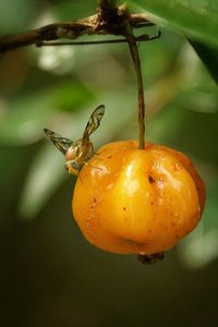 Close up of orange