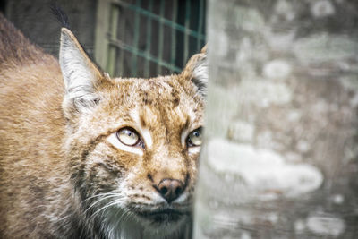 Close-up of cat looking away