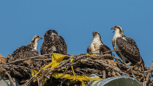 Birds perching against blue sky