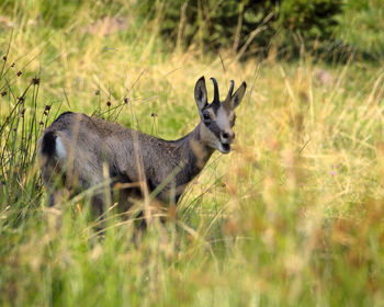Portrait of an animal on field