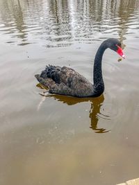 High angle view of swan swimming in lake