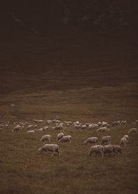 Flock of sheep in a field