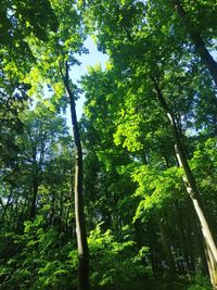Low angle view of bamboo trees in forest
