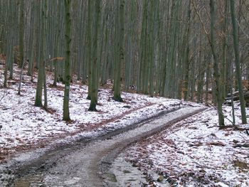 Trees growing in forest during winter