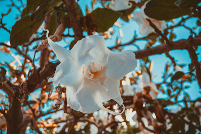 Close-up of white flowers on branch