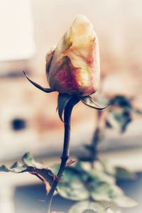 Close-up of flower against blurred background