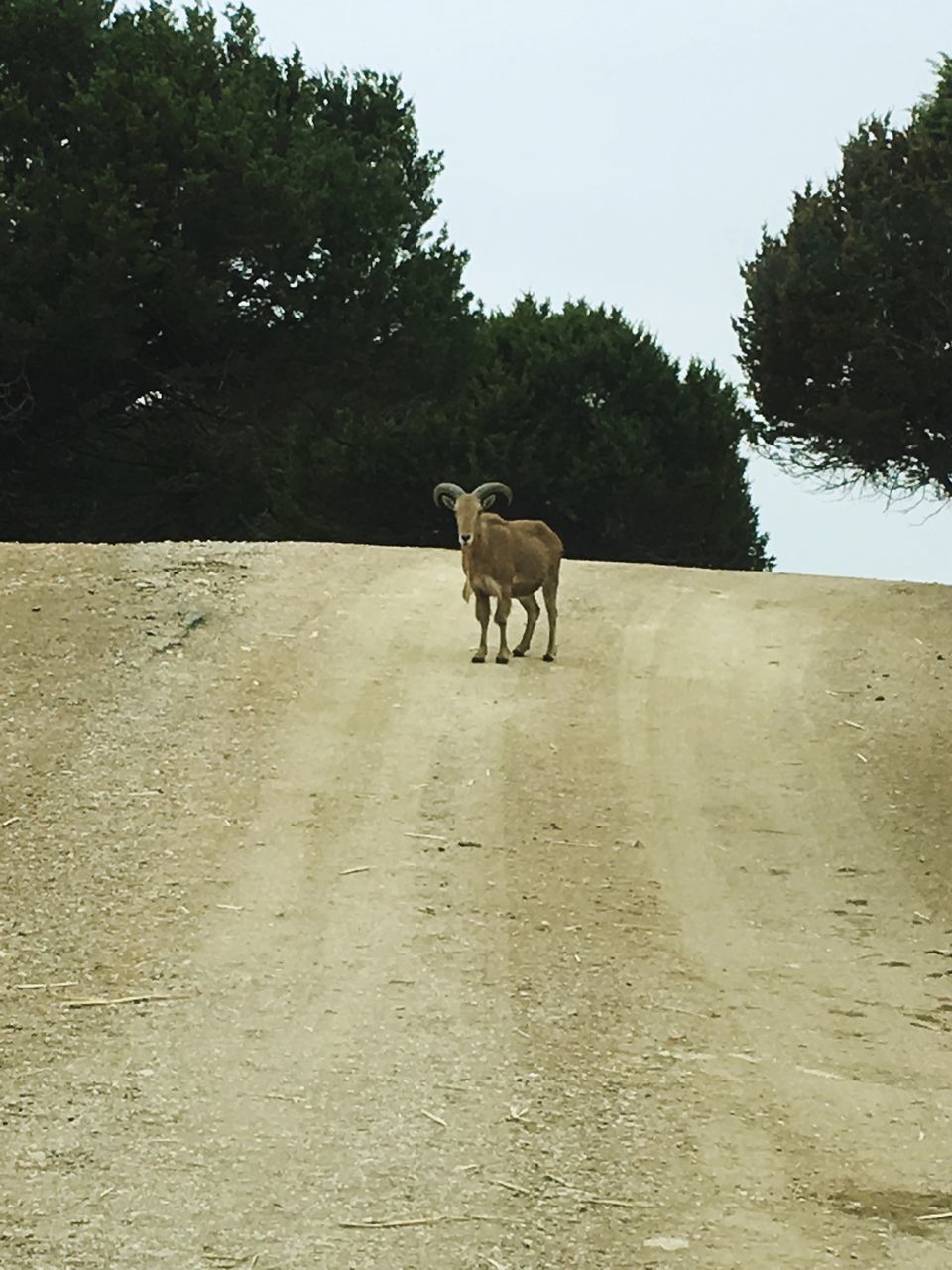 VIEW OF DOG STANDING ON ROAD