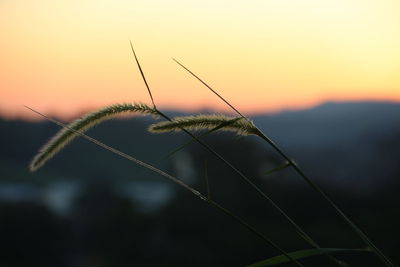 Close-up of grass against sky during sunset