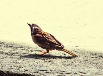 Close-up of bird on land