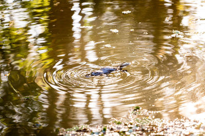 Duck swimming in lake