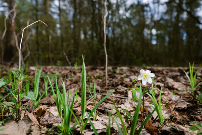 Close-up of white flowering plants on field